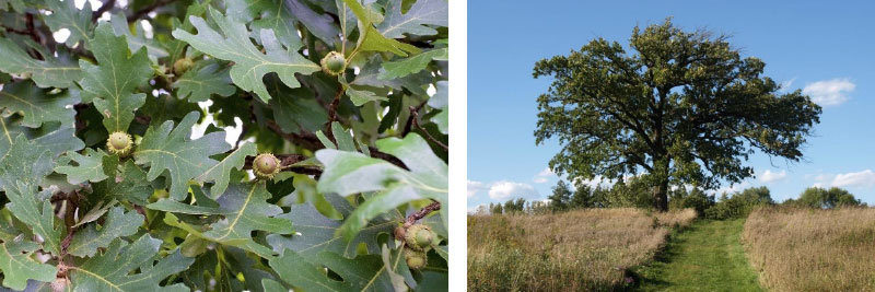 Bur oak (Quercus macrocarpa)