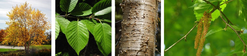 Yellow birch (Betula alleghaniensis) 